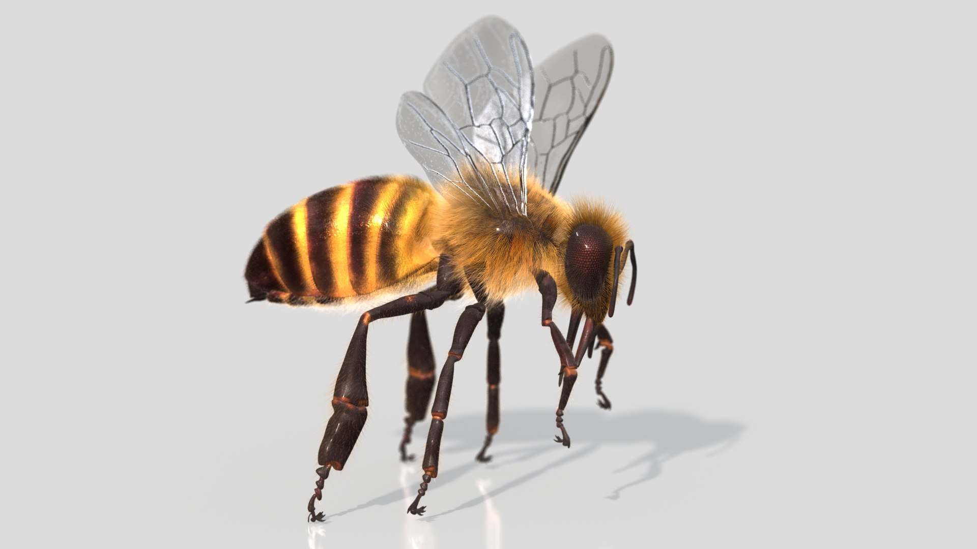 HoneyBee  XGEN ANIMATED 3D model https://p.turbosquid.com/ts-thumb/2W/wlaerP/Ng/04/jpg/1634703696/1920x1080/fit_q87/210e2957d09046990527019a511ea02d3e48f74a/04.jpg