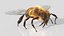 HoneyBee  XGEN ANIMATED 3D model