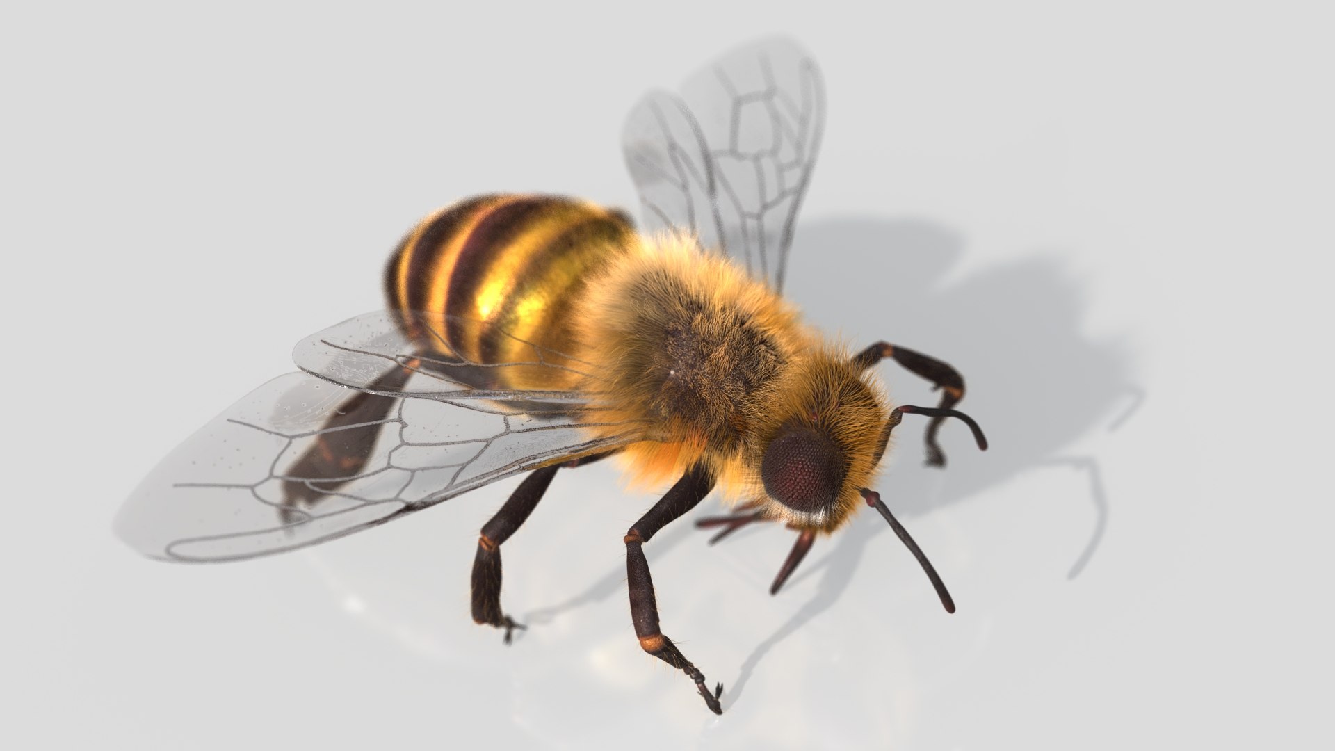 HoneyBee  XGEN ANIMATED 3D model https://p.turbosquid.com/ts-thumb/2W/wlaerP/aA/06/jpg/1634703696/1920x1080/fit_q87/b3e75134b4e96caff9d4318297f4b5a6d22087e8/06.jpg