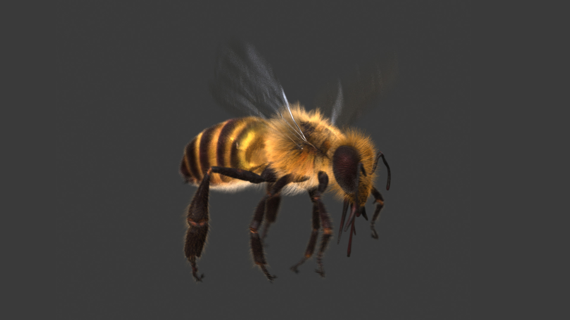 HoneyBee  XGEN ANIMATED 3D model https://p.turbosquid.com/ts-thumb/2W/wlaerP/k2/bee/jpg/1634702523/1920x1080/turn_fit_q99/75204c8f6150a83d079ea1e0519b797eb9a366e9/bee-1.jpg
