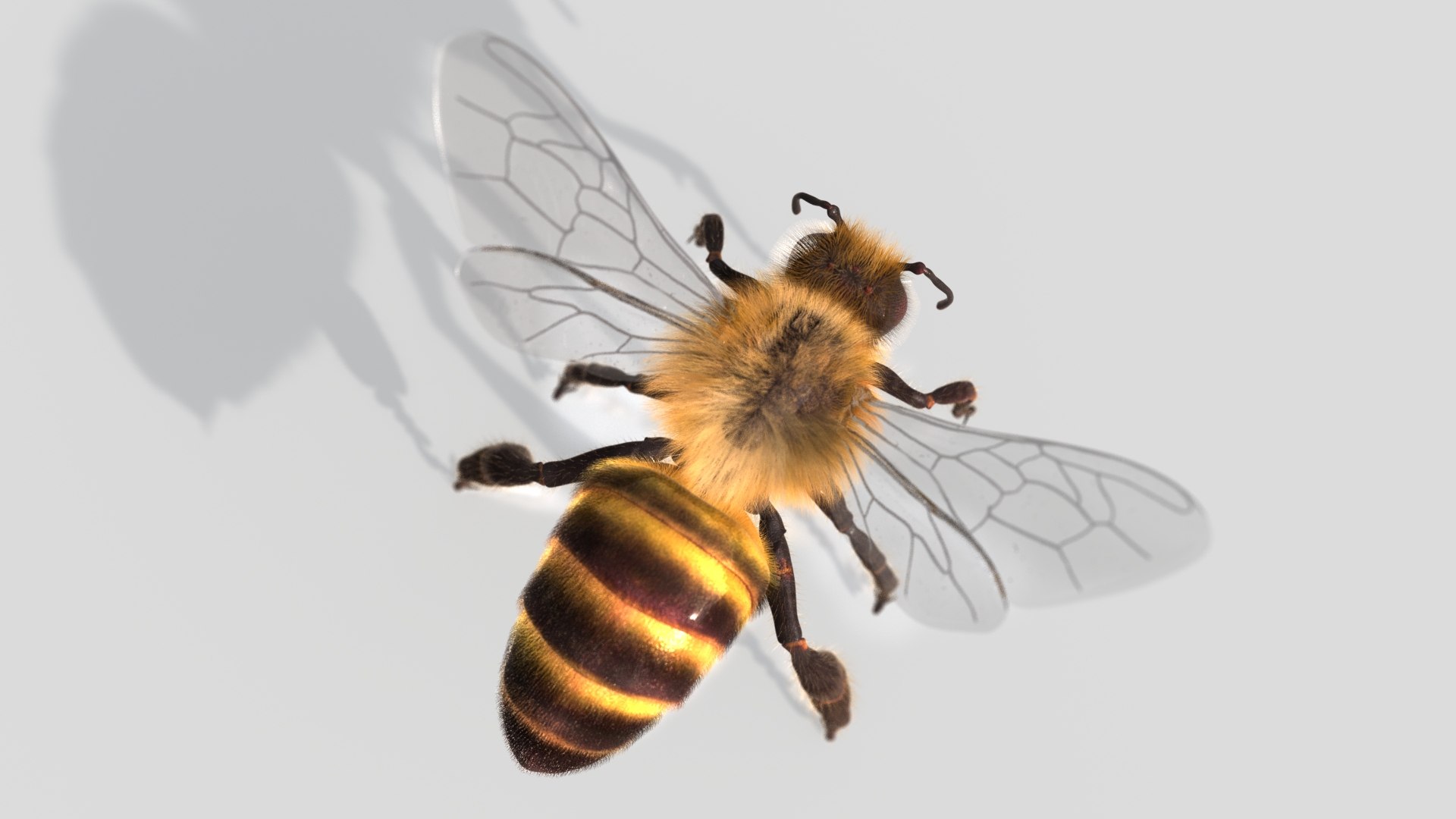 HoneyBee  XGEN ANIMATED 3D model https://p.turbosquid.com/ts-thumb/2W/wlaerP/nO/03/jpg/1634703699/1920x1080/fit_q87/f2badd10c42c2032a91af1c5a699cd34d3b487ca/03.jpg