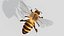 HoneyBee  XGEN ANIMATED 3D model
