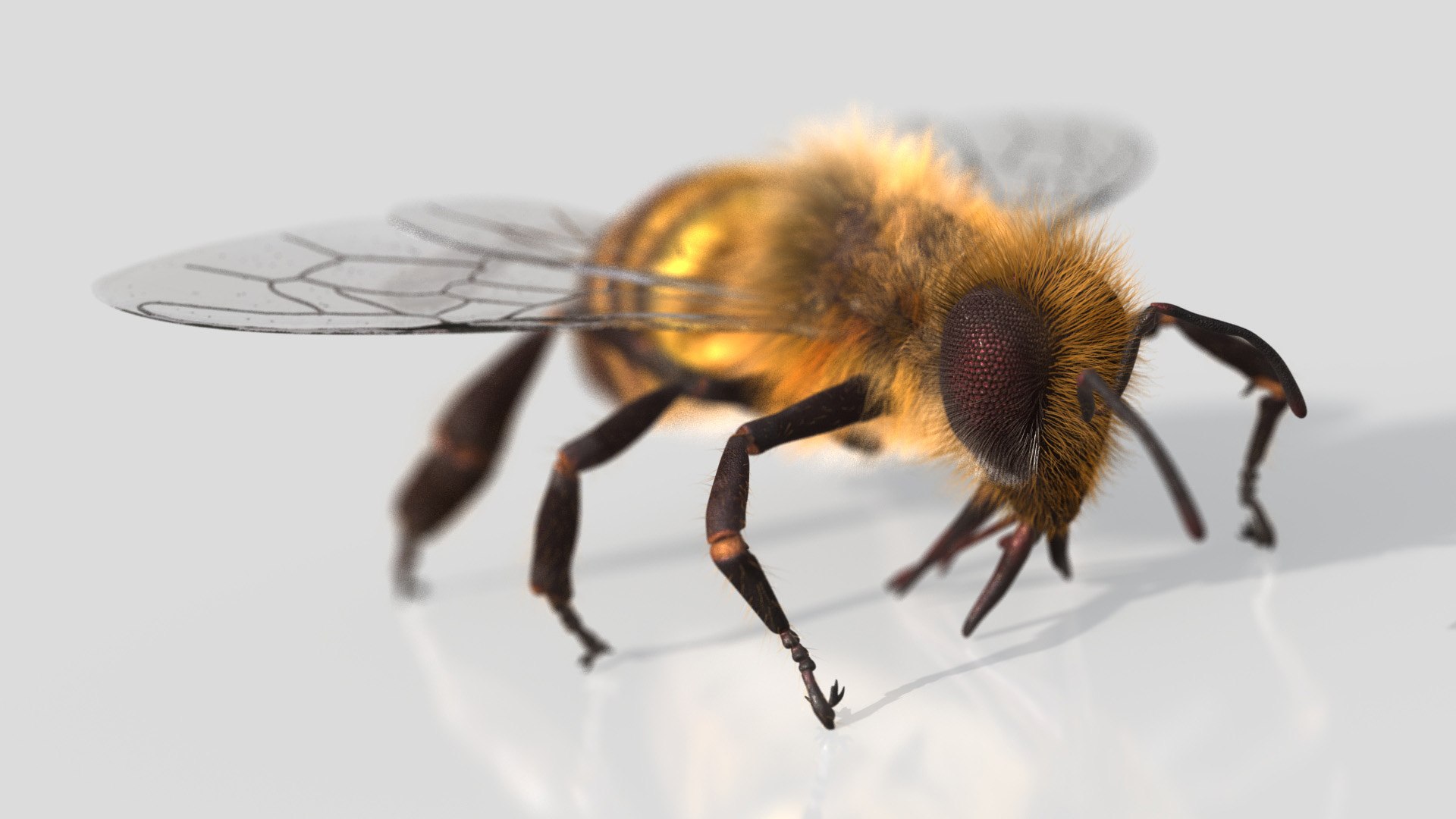 HoneyBee  XGEN ANIMATED 3D model https://p.turbosquid.com/ts-thumb/2W/wlaerP/oM/honeybee02/jpg/1634702122/1920x1080/fit_q87/5b35d5a39989f16e56ab1ebd723d531eefb0a7cb/honeybee02.jpg