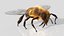 HoneyBee  XGEN ANIMATED 3D model
