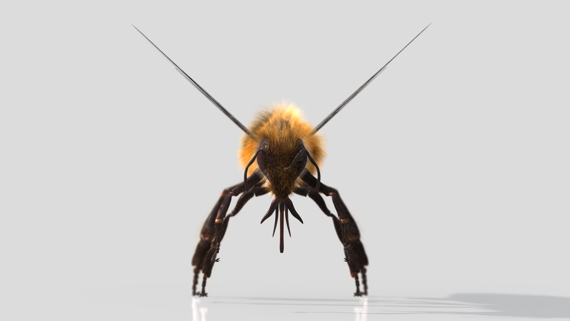 HoneyBee  XGEN ANIMATED 3D model https://p.turbosquid.com/ts-thumb/2W/wlaerP/oW/05/jpg/1634703695/1920x1080/fit_q87/f4258c99c1680503537530e1e0a5f882d03d9e39/05.jpg