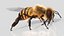 HoneyBee  XGEN ANIMATED 3D model