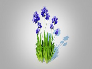 3D Iris germanica - Blue Bearded Iris