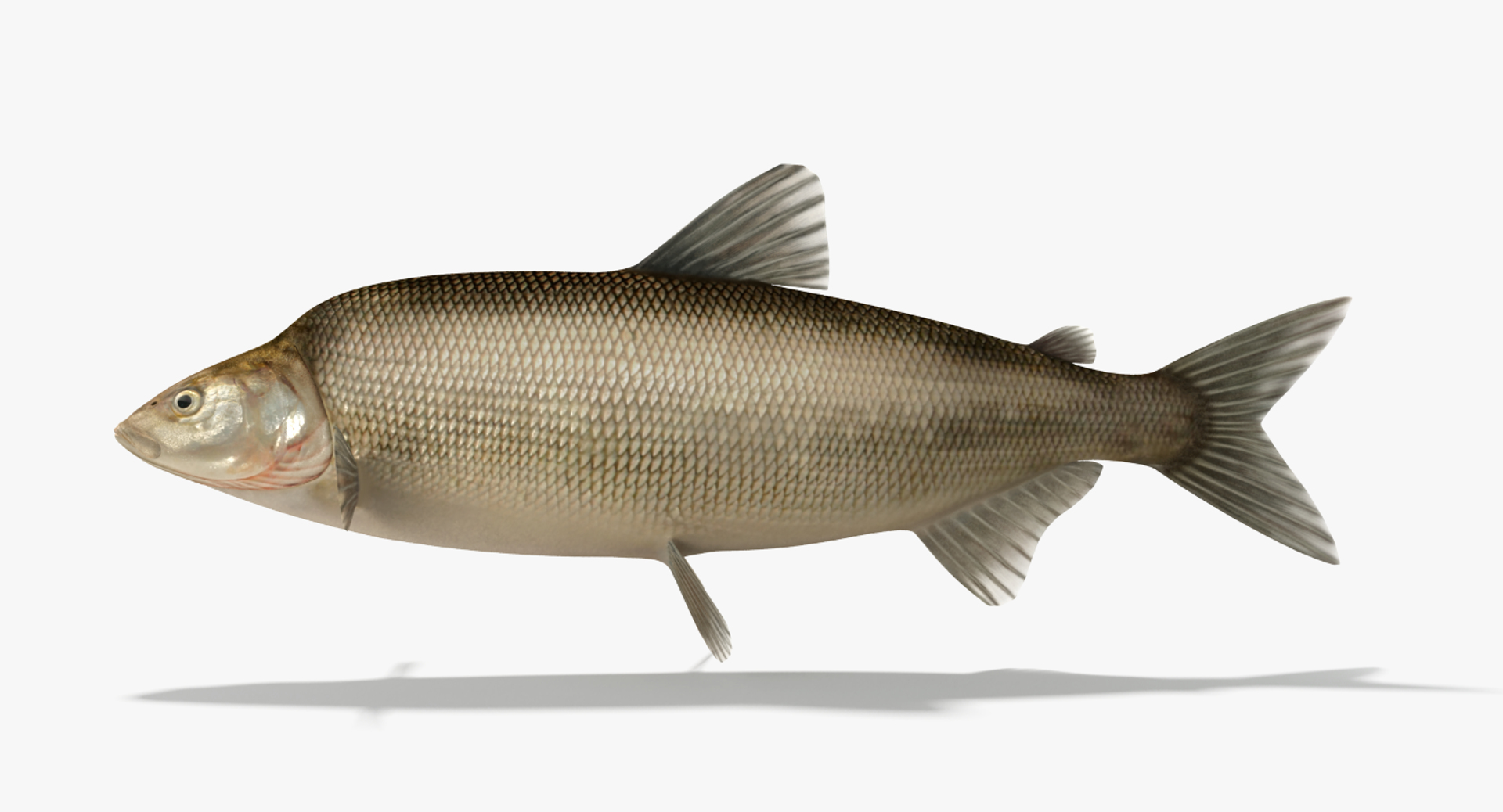 Muksun Fish Animation Max