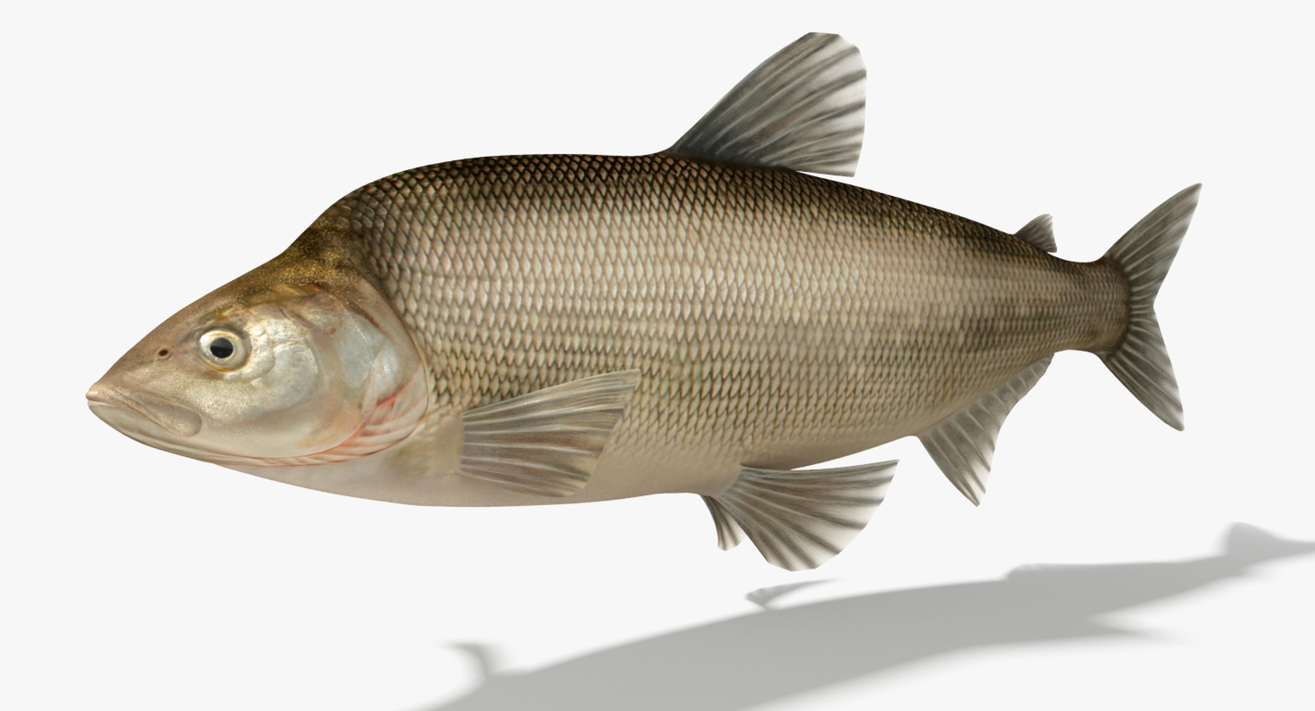 Muksun Fish Animation Max