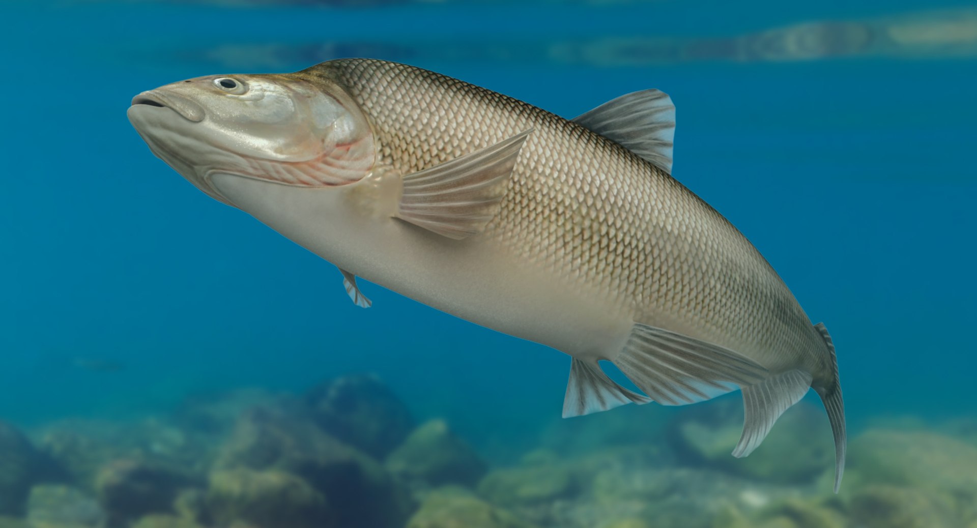 Muksun Fish Animation Max