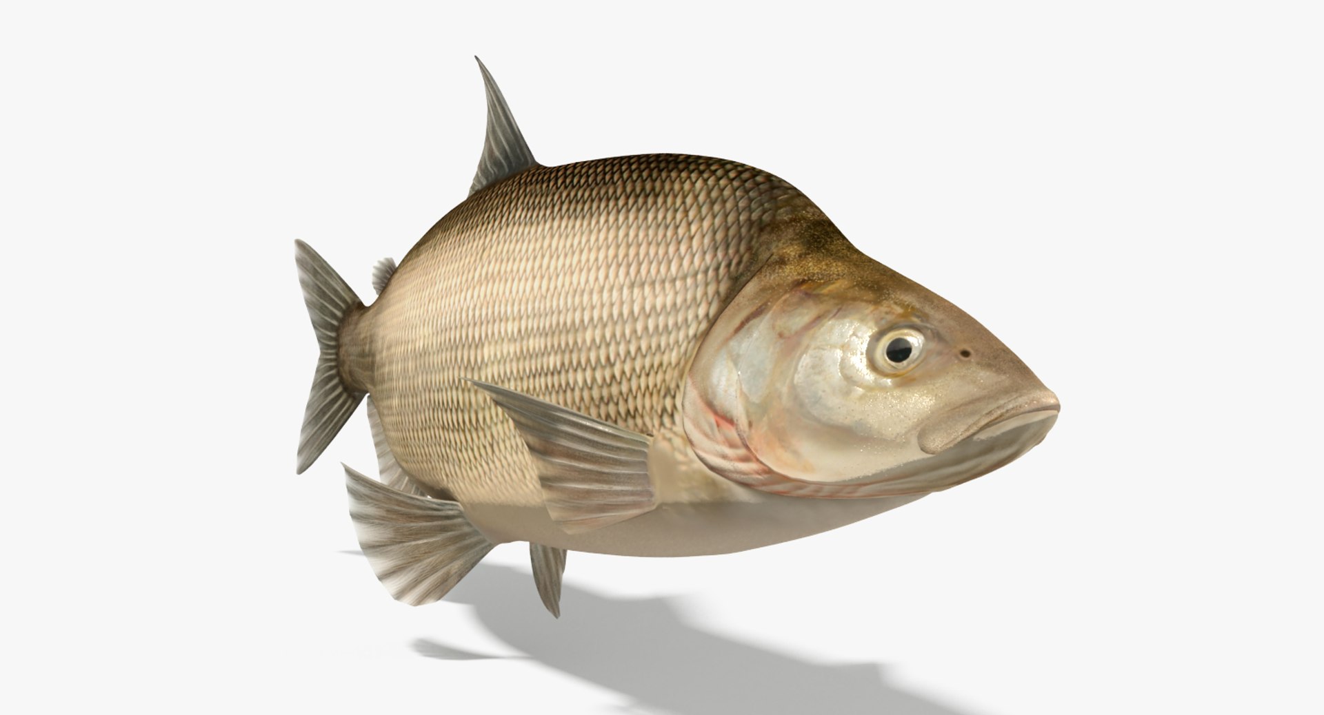 muksun fish animation max https://p.turbosquid.com/ts-thumb/2X/8JZOli/eaIxSw0R/5/jpg/1461055945/1920x1080/fit_q87/2436671f6adb56fea1c08f0affabcd773d6b6080/5.jpg