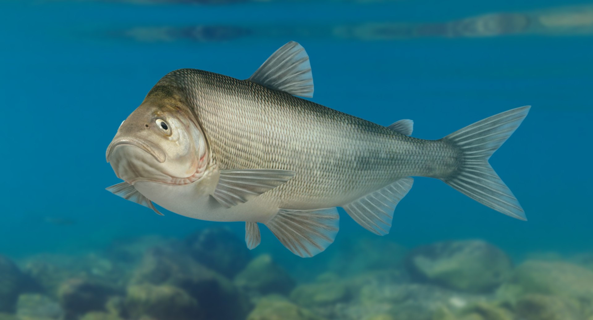 Muksun Fish Animation Max