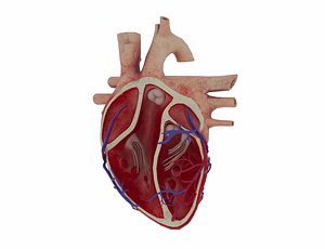 Basic Heart Anatomy Model 3D model