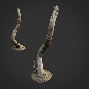 scanned nature forest roots 3D model