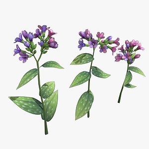 3D Lungwort stylized plant model