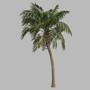 Palm