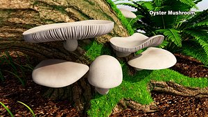 Oyster Mushroom