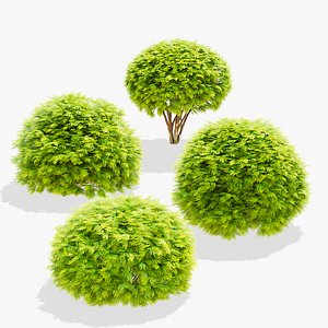 3D Thuja occidentalis Golden Globe model
