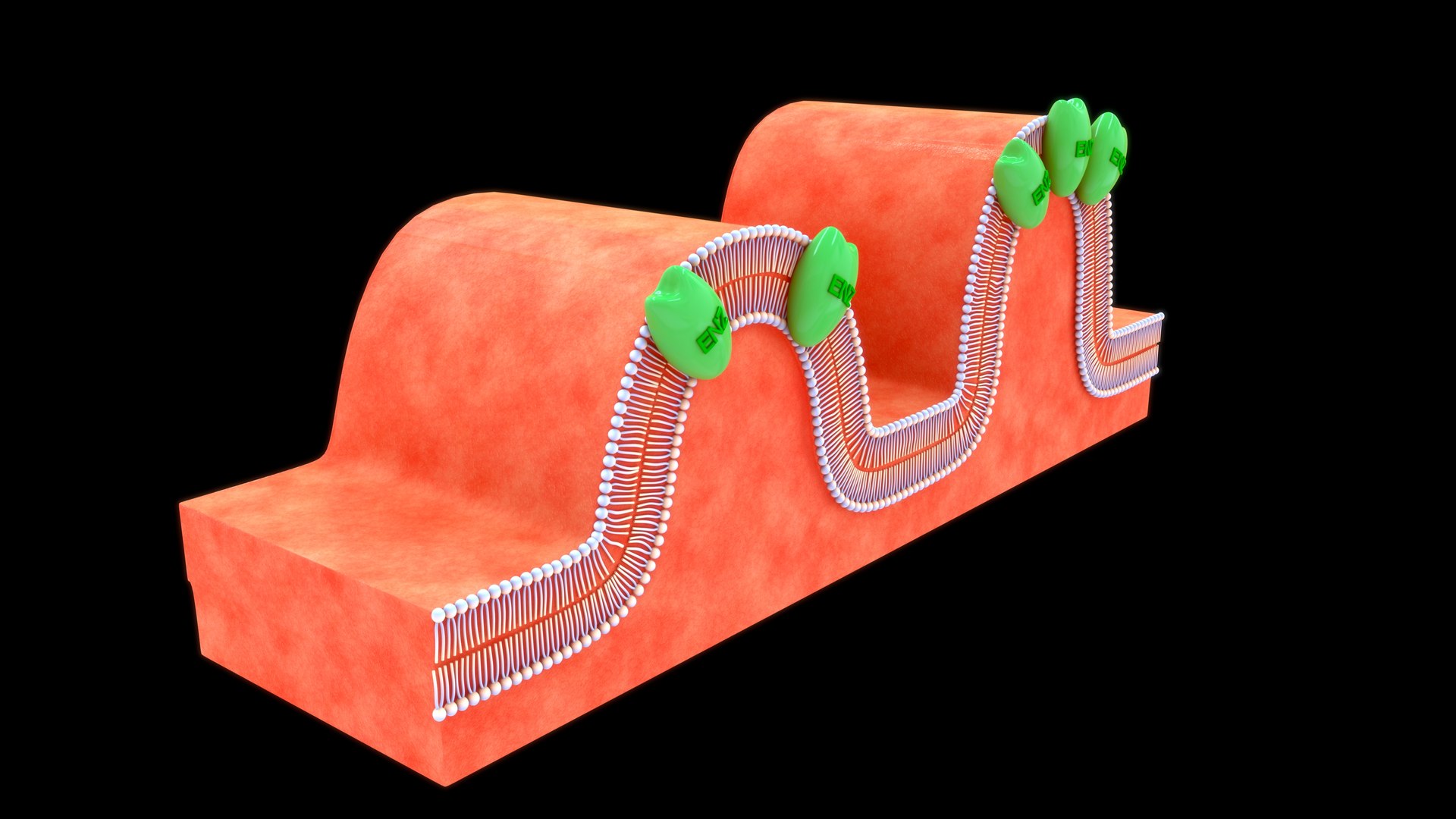 Brush Border Enzyme 3D TurboSquid 2189639