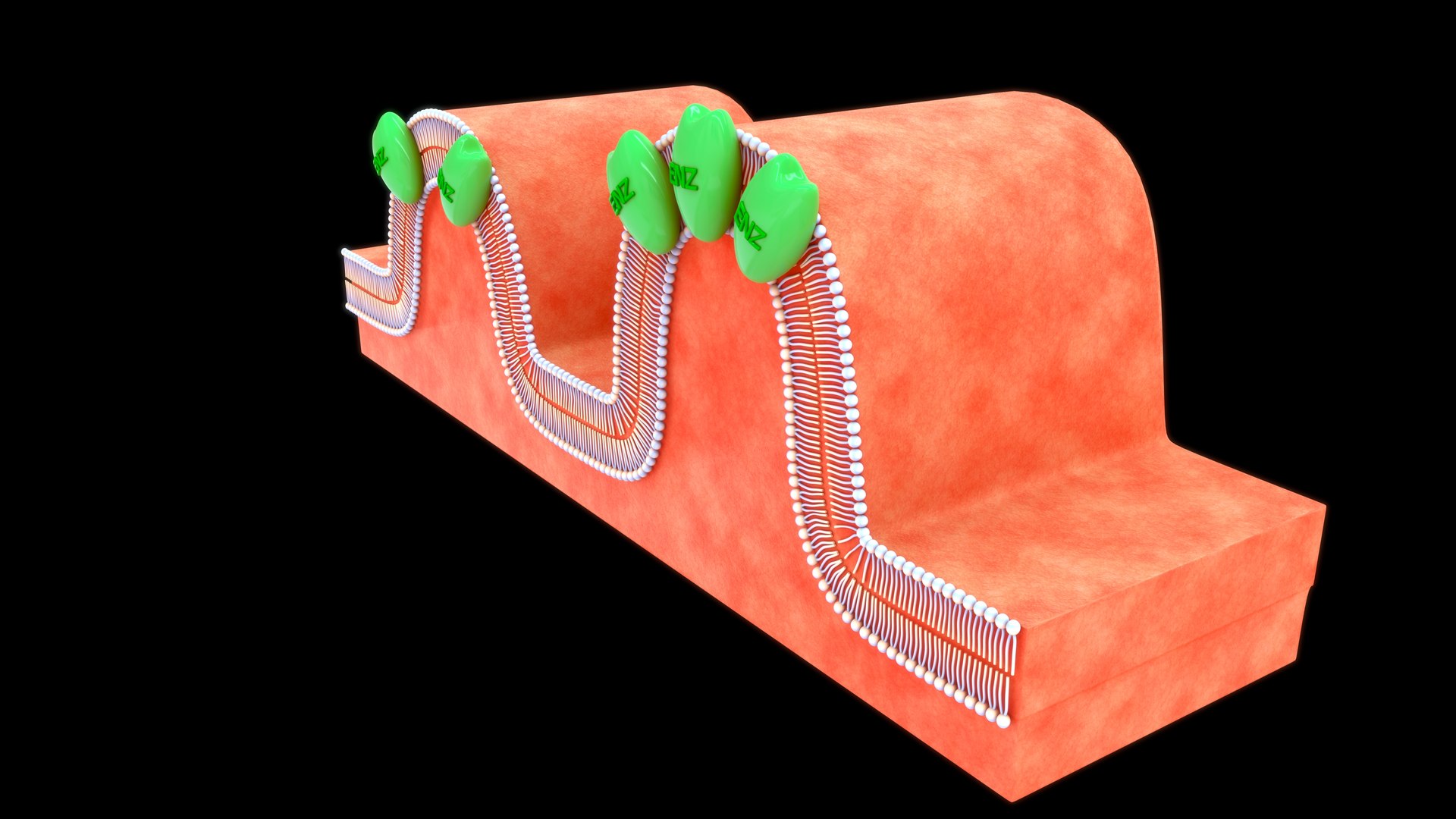 Brush Border Enzyme 3D TurboSquid 2189639