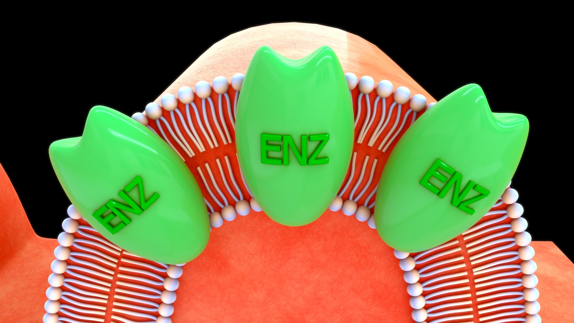 Brush Border Enzyme 3D TurboSquid 2189639