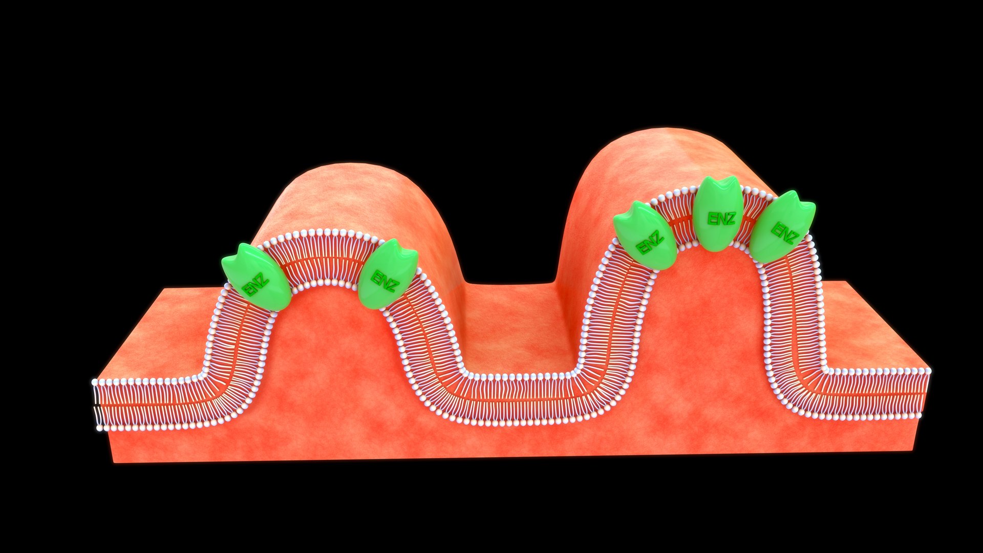 Brush Border Enzyme 3D TurboSquid 2189639