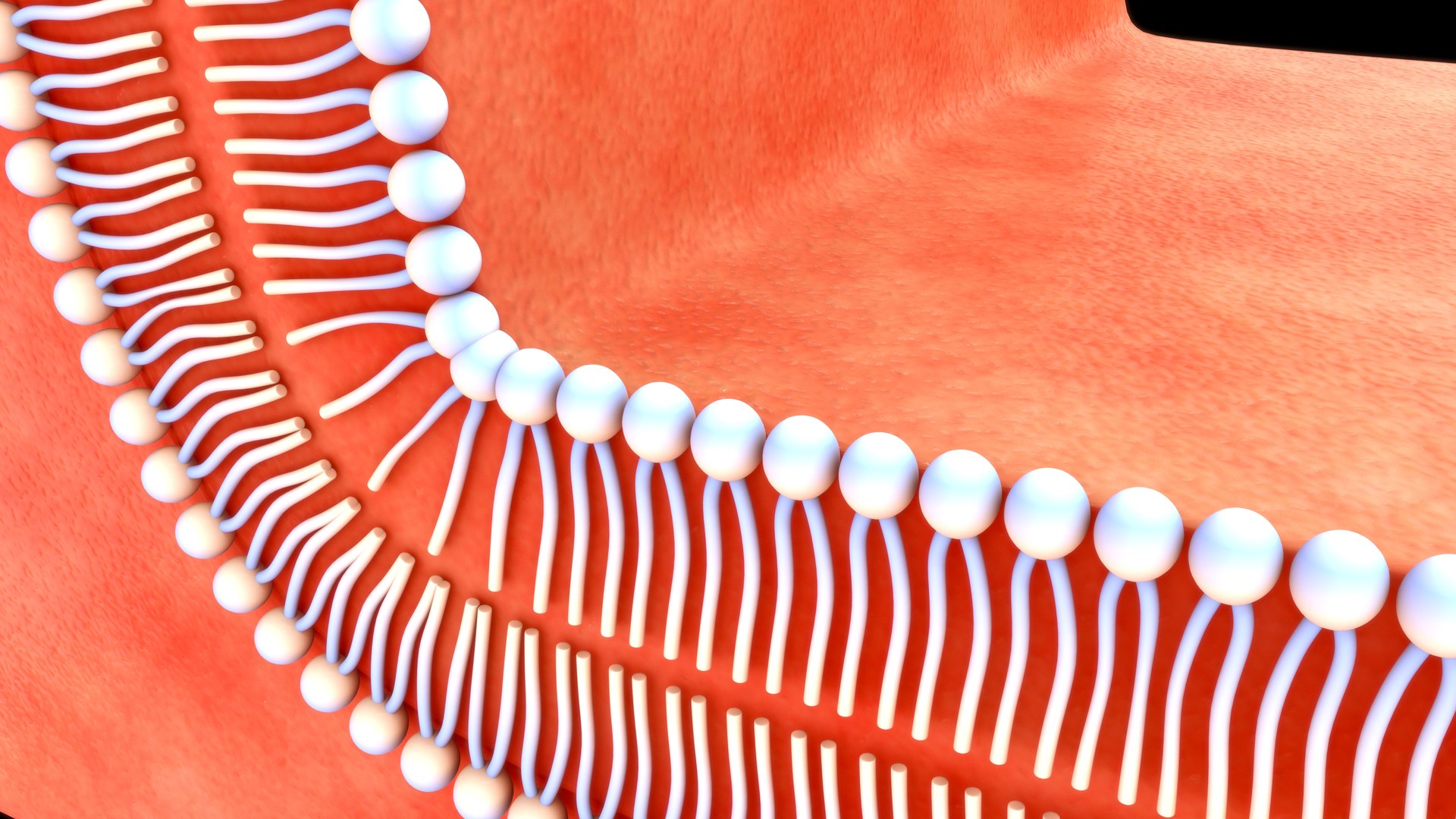 Brush Border Enzyme 3D TurboSquid 2189639