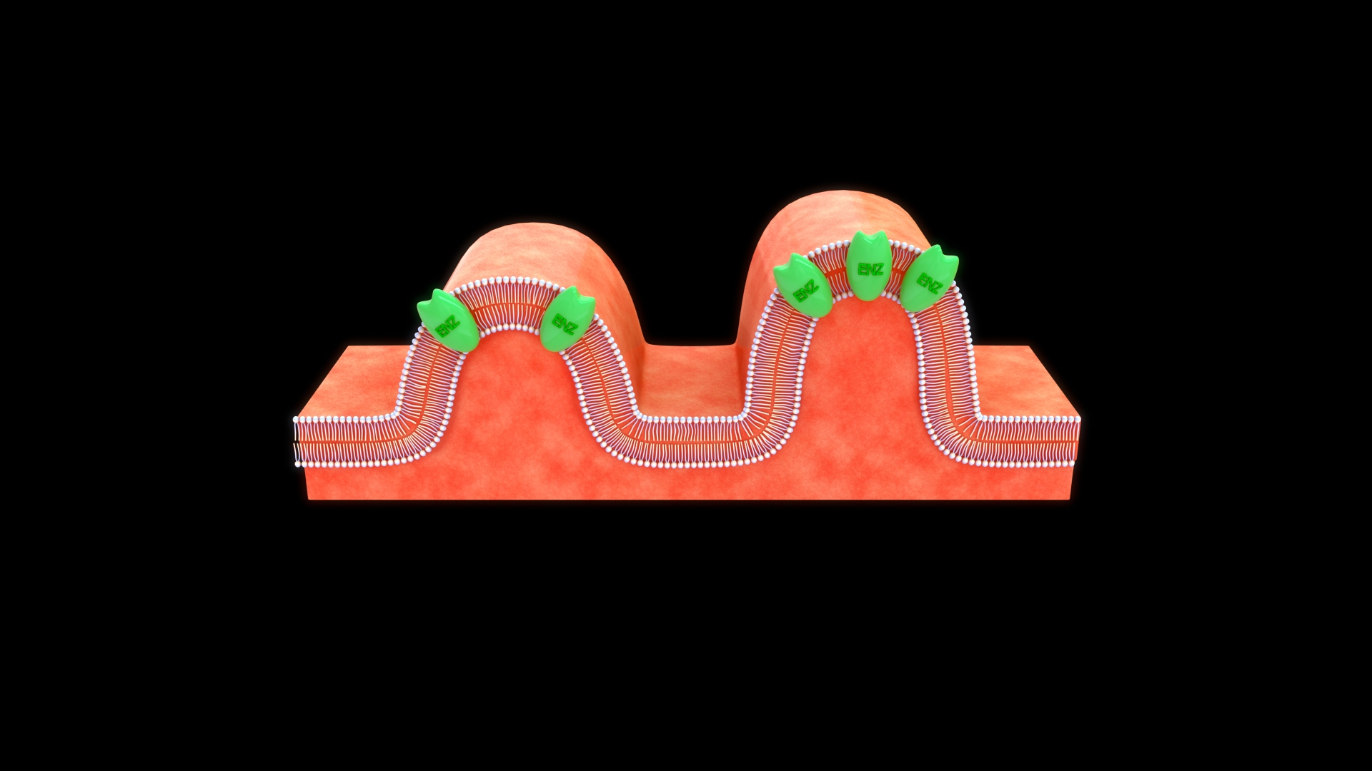 Brush Border Enzyme 3D TurboSquid 2189639