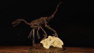 Velociraptor Skeleton Diorama with T-Rex model