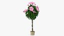 Braided Hibiscus Tree in Pot Pink