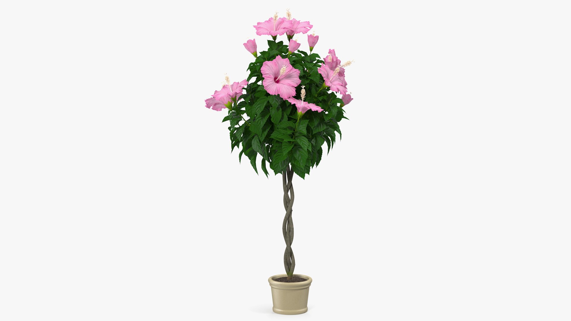 Blooming Flowers in Pot Collection 2 3D model https://p.turbosquid.com/ts-thumb/2Y/BNG6fk/AcgTpF2f/braidedhibiscustreeinpotpinkvray3dmodel001/jpg/1648857820/1920x1080/fit_q87/7c0859295df07c5e4549f8c10c5b6fbf786a5e04/braidedhibiscustreeinpotpinkvray3dmodel001.jpg