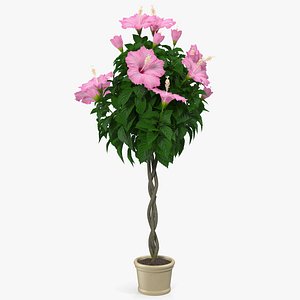 Braided Hibiscus Tree in Pot Pink