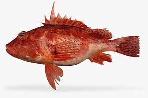 Red Scorpionfish
