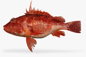 Red Scorpionfish