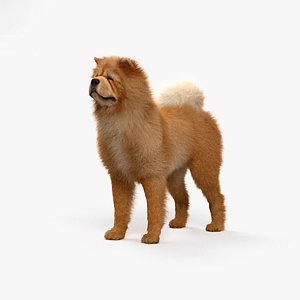 dog animal nature model