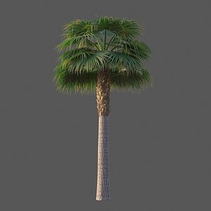 XfrogPlants Cabbage Palm - Sabal Palmetto model