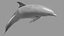Dolphin OBJ 3D model