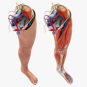 Complete Human leg anatomy model
