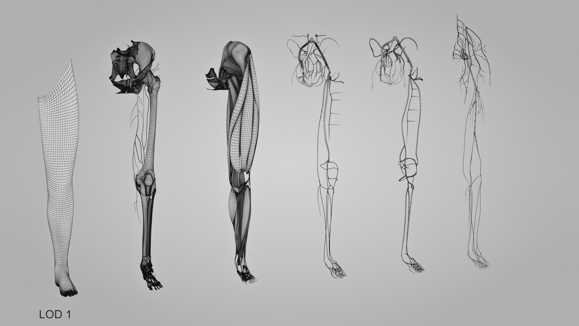 Complete Human leg anatomy model https://p.turbosquid.com/ts-thumb/2Y/hFZj9M/qq/humanleganatomy_020/jpg/1657457305/1920x1080/fit_q87/ff258deae2224c5987578f84d66310a5169c185d/humanleganatomy_020.jpg