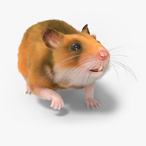 Golden Hamster Fur Rigged For Blender model