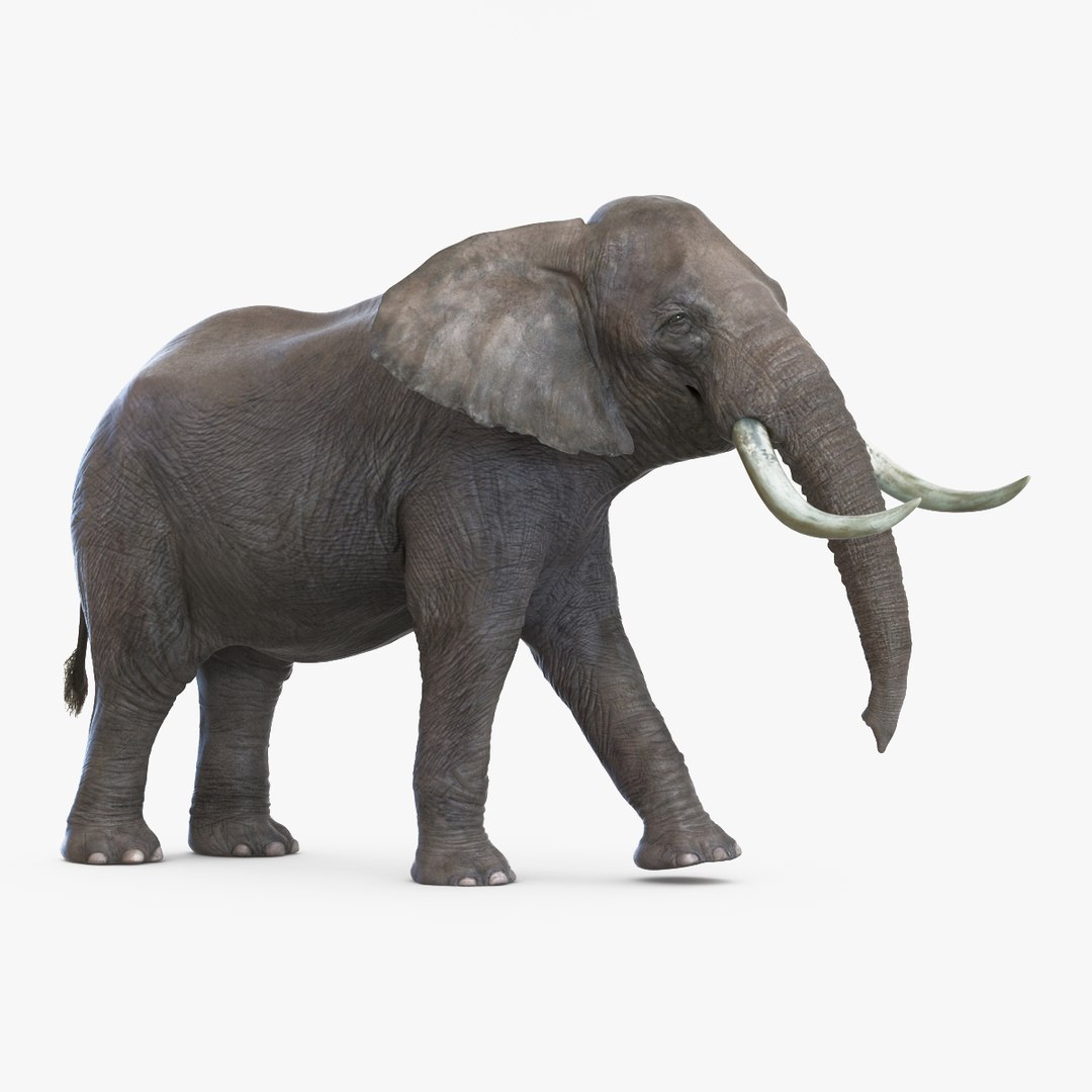 Elephant Walking Pose 3D Model 3D model for industrial visualization, technical presentation, simulation, product rendering, and animation