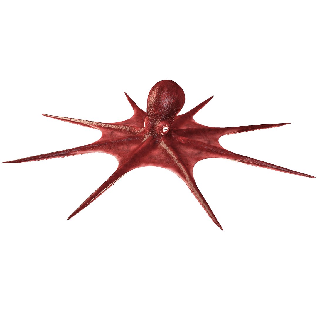 3D Octopus Model - TurboSquid 1430043