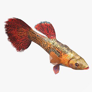 Guppy Fish Red Snake Rigged 3D model