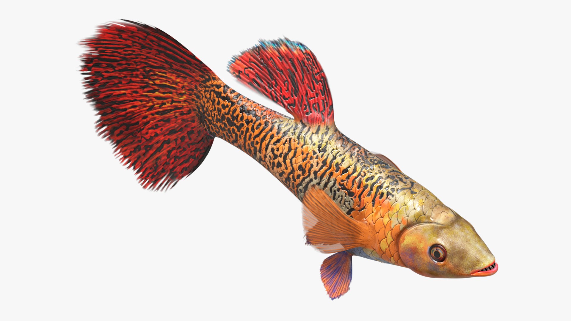 Freshwater Fish Rigged Collection 3 3D model https://p.turbosquid.com/ts-thumb/2Y/zG4dka/hC/guppyfishredsnakeriggedmb3dmodel002/jpg/1724235975/1920x1080/fit_q87/bcef95f459b66603f3b283c0181eba8cae132fd6/guppyfishredsnakeriggedmb3dmodel002.jpg