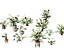 Decorative Indoor Plants Essentials 41 model