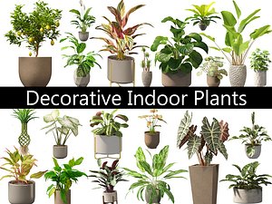 Decorative Indoor Plants Essentials 41 model