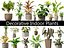 Decorative Indoor Plants Essentials 41 model