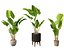 Decorative Indoor Plants Essentials 41 model