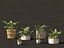 Decorative Indoor Plants Essentials 41 model