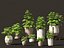 Decorative Indoor Plants Essentials 41 model